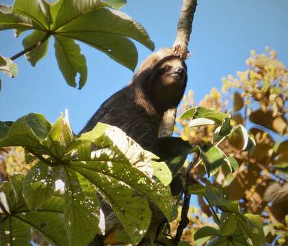 Image of two-toed sloths