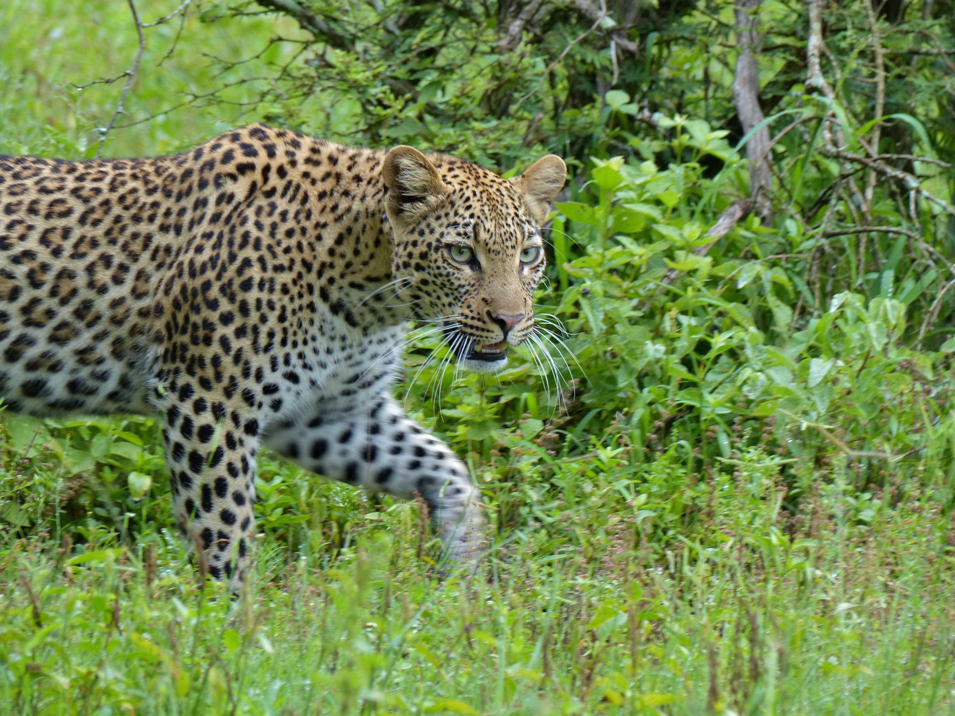 Image of Leopard