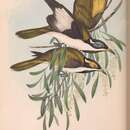 Plancia ëd Entomyzon cyanotis albipennis Gould 1841