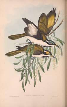 صورة Entomyzon cyanotis albipennis Gould 1841