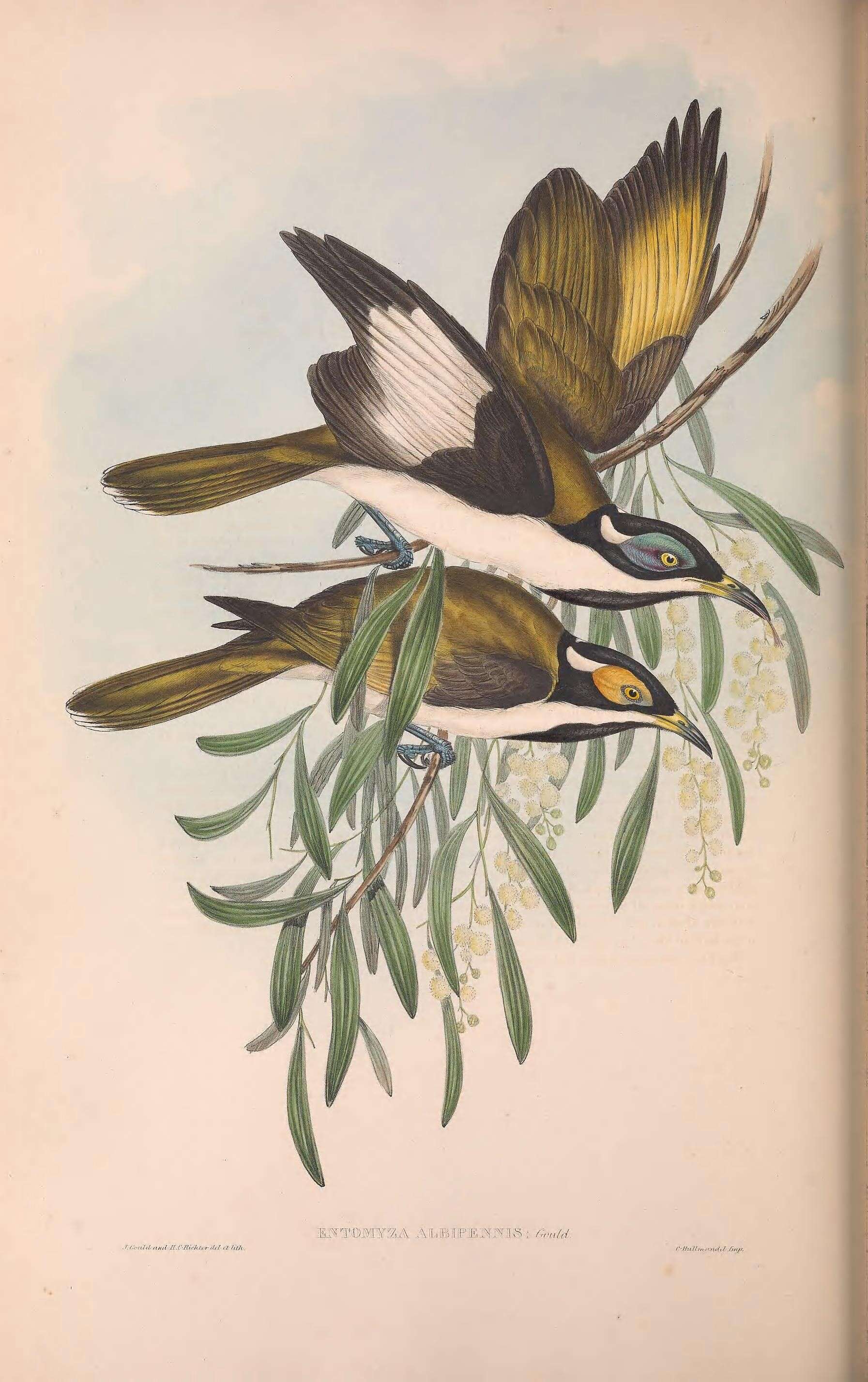 Image of Entomyzon Swainson 1825