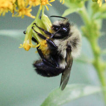 Image of Bumblebees