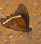 Papilio nireus lyaeus resmi