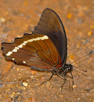 Image of Papilio nireus lyaeus