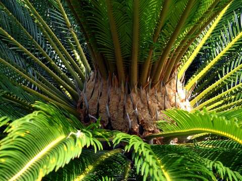 Image of Sago Palm