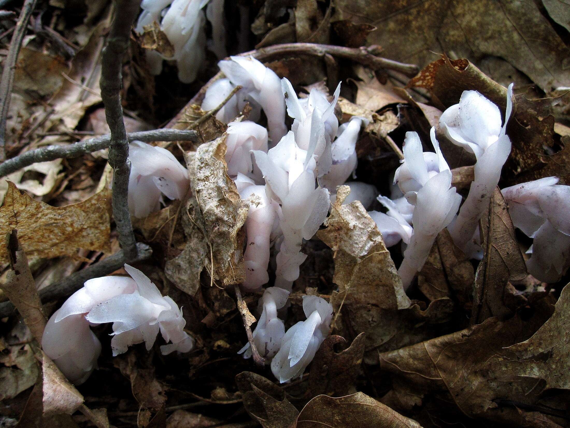 Image of Indianpipe