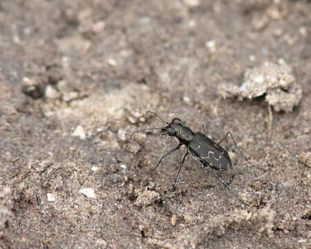 Image de Cicindela (Cicindelidia) trifasciata Fabricius 1781