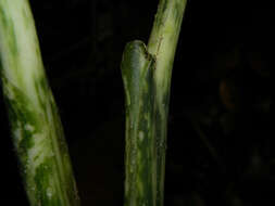 Image of Dieffenbachia concinna Croat & Grayum