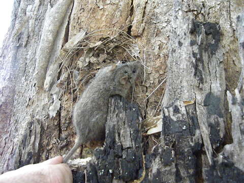 Image of Dusky Antechinus