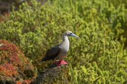 Image of Red-footed Booby