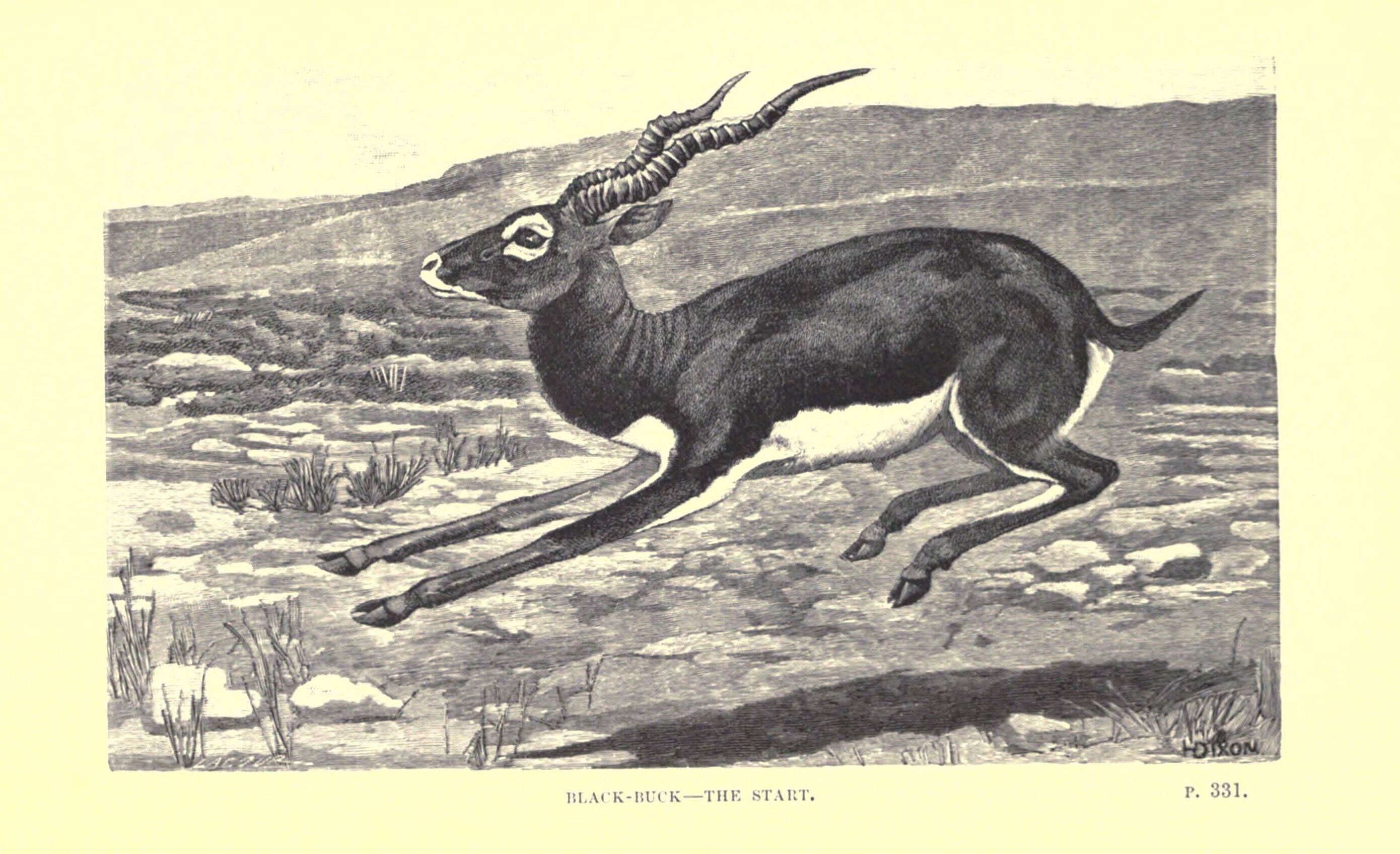 Image of Blackbuck