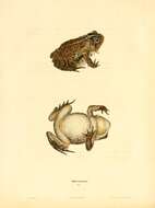 Imagem de Anaxyrus terrestris (Bonnaterre 1789)