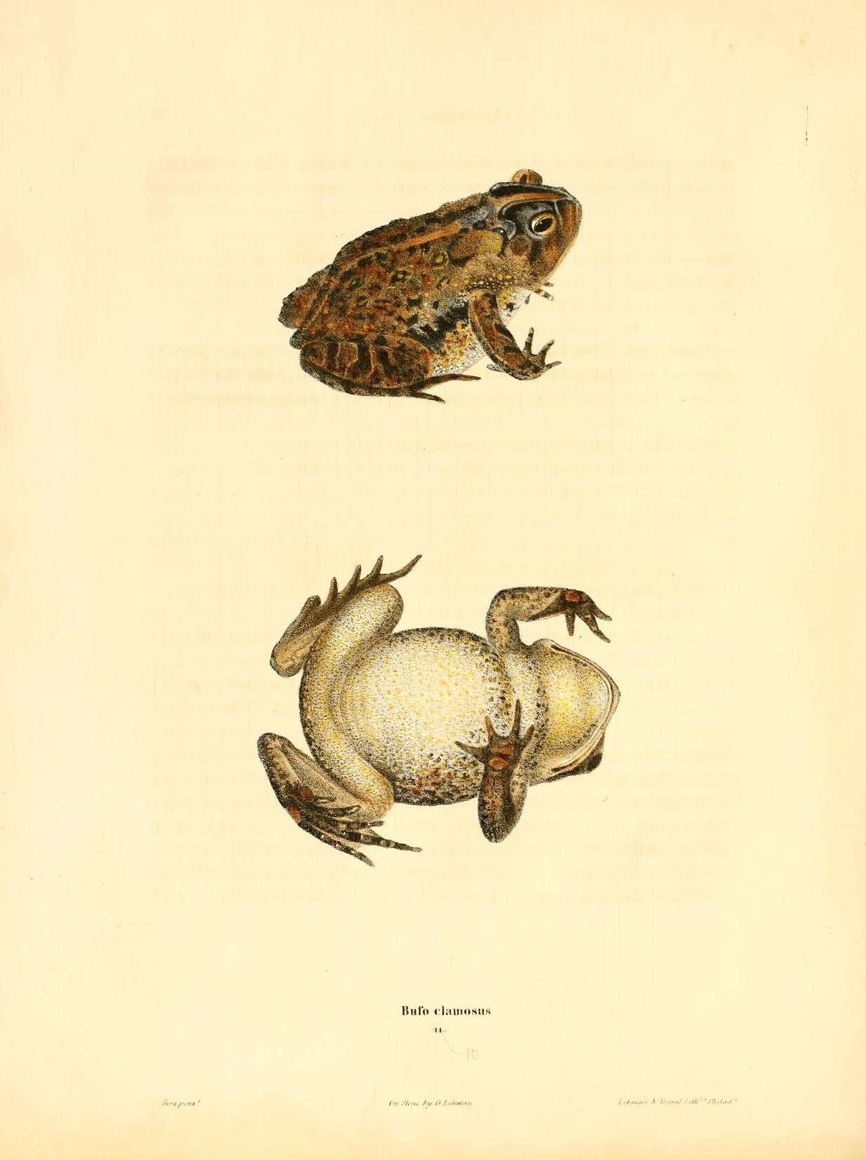 Imagem de Anaxyrus terrestris (Bonnaterre 1789)