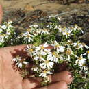 Image of Olearia