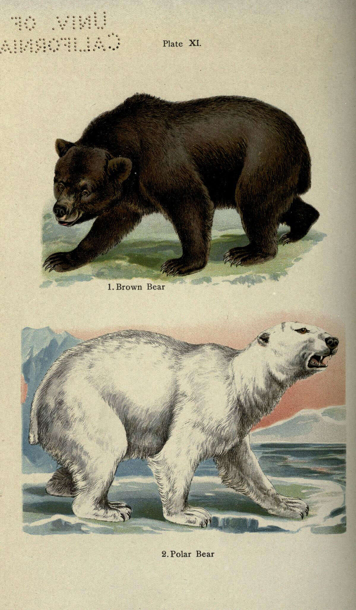 Imagem de urso-polar