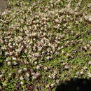 Myriophyllum austropygmaeum A. E. Orchard resmi