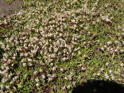 Image of Myriophyllum austropygmaeum A. E. Orchard