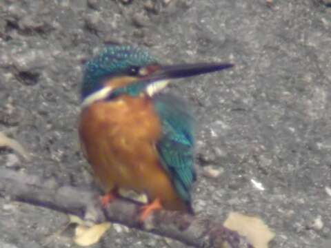 Image of Common Kingfisher