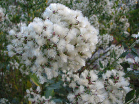 Image of Groundsel Bush