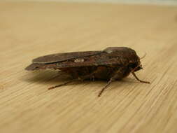 Image of Large Yellow Underwing