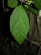 Image de Lycianthes heteroclita (Sendtn.) Bitter