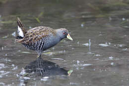 Image of Australian Crake