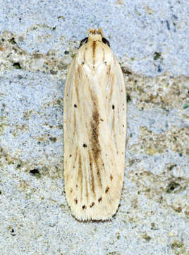 Image of Agonopterix pallorella Zeller 1839