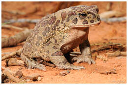 Image de Sclerophrys Tschudi 1838