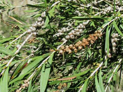 Sivun Callistemon paludosus F. Müll. kuva