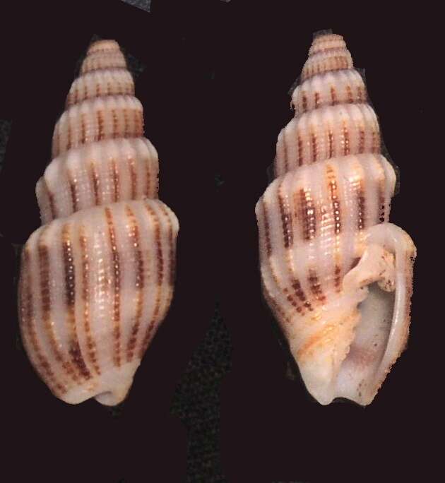 Image of Turbinelloidea Rafinesque 1815