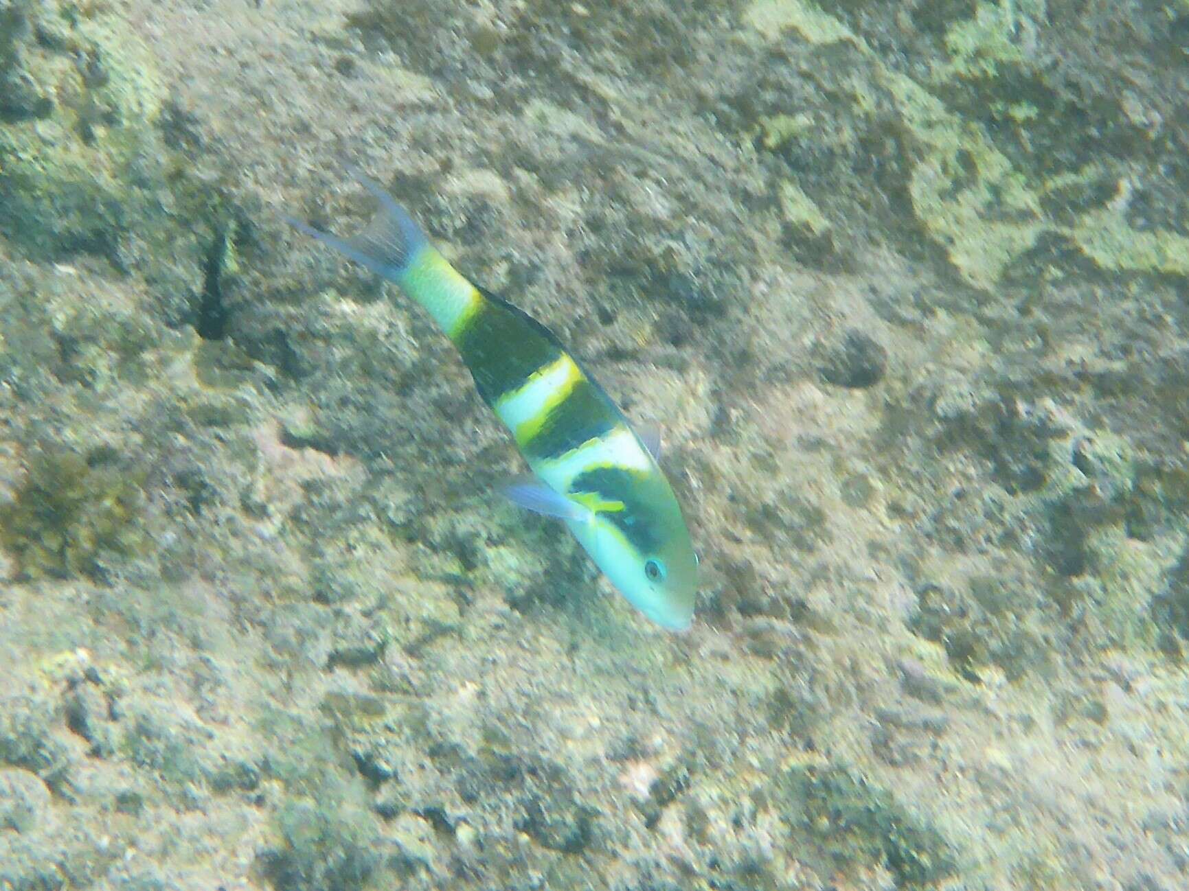 Image of Blackbar wrasse