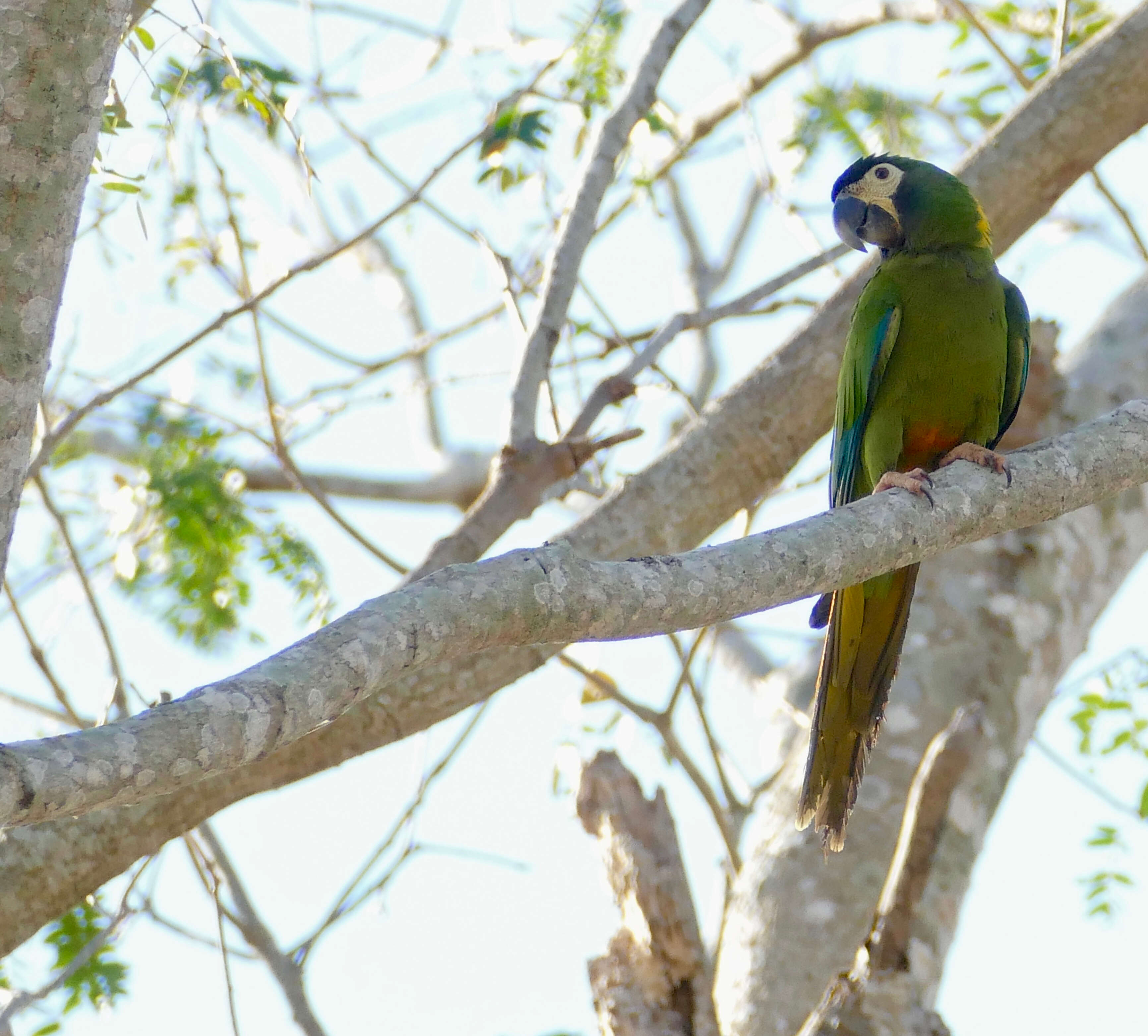 Image of Golden-collared Macaw