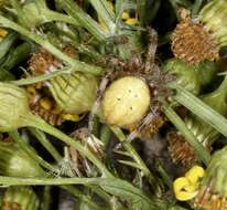 Image of Araneus