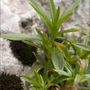 Plancia ëd Cerastium carinthiacum subsp. carinthiacum