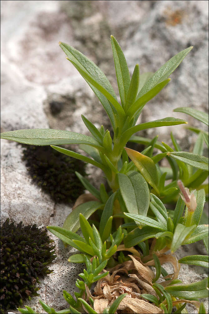 Image of Cerastium carinthiacum Vest