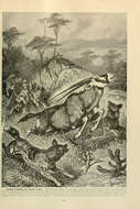 Imagem de Oryx Blainville 1816