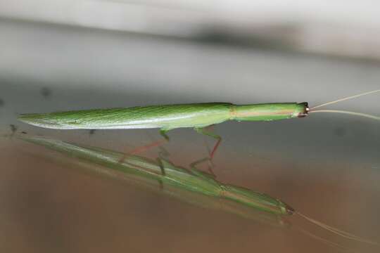 Image of Mantis