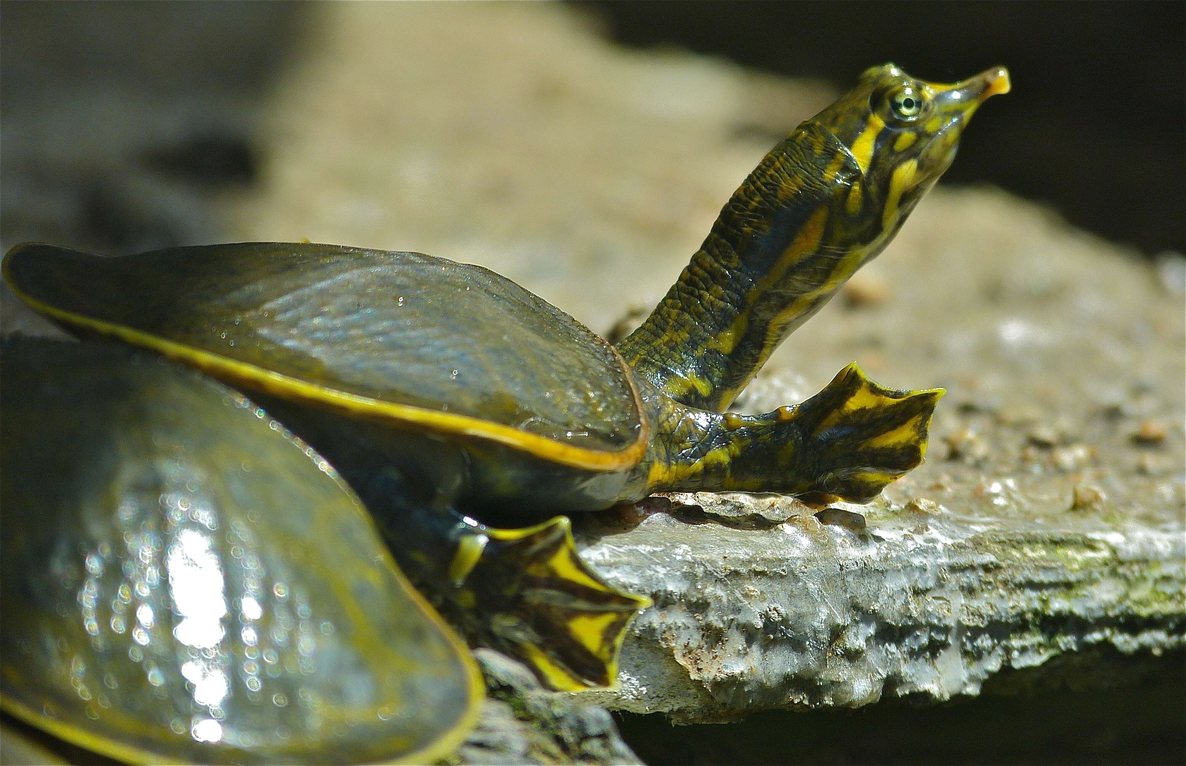 Image of Spiny Softshell