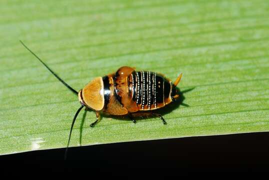 Image of bush cockroach