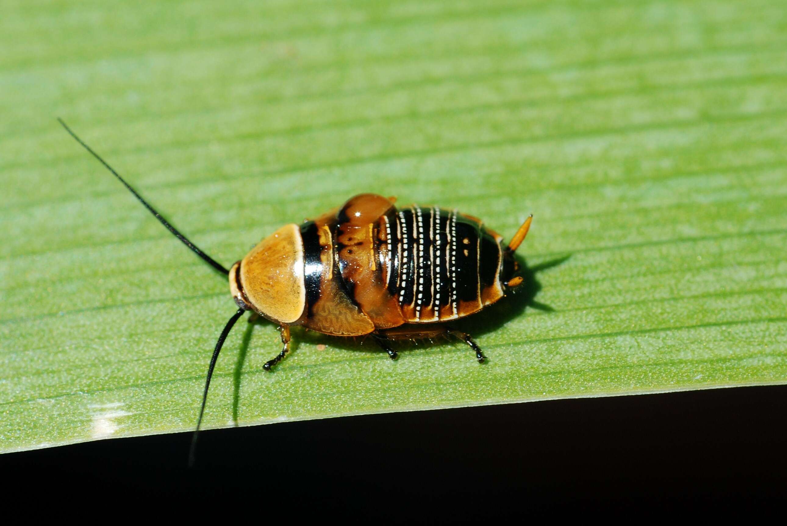 Image of Ellipsidion