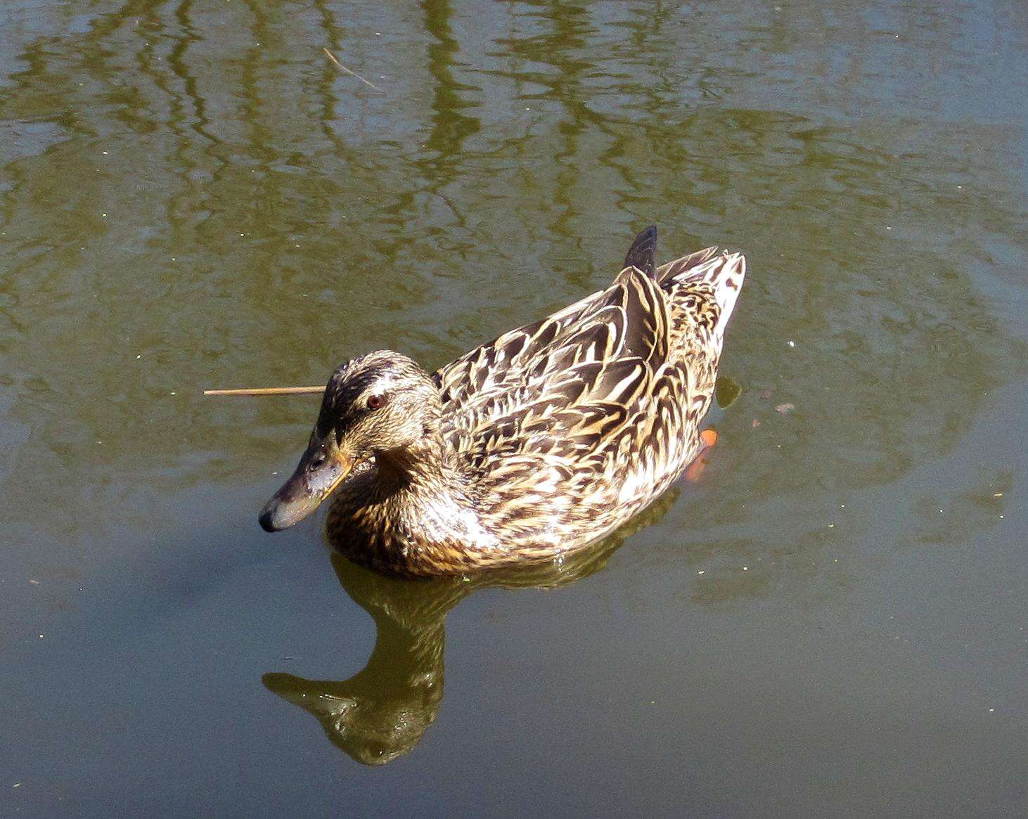 Image of Common Mallard