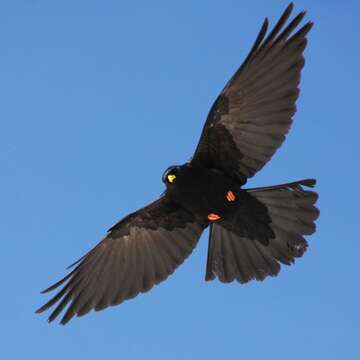 Pyrrhocorax graculus graculus (Linnaeus 1766) resmi