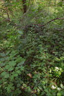 Image of rattlesnake fern