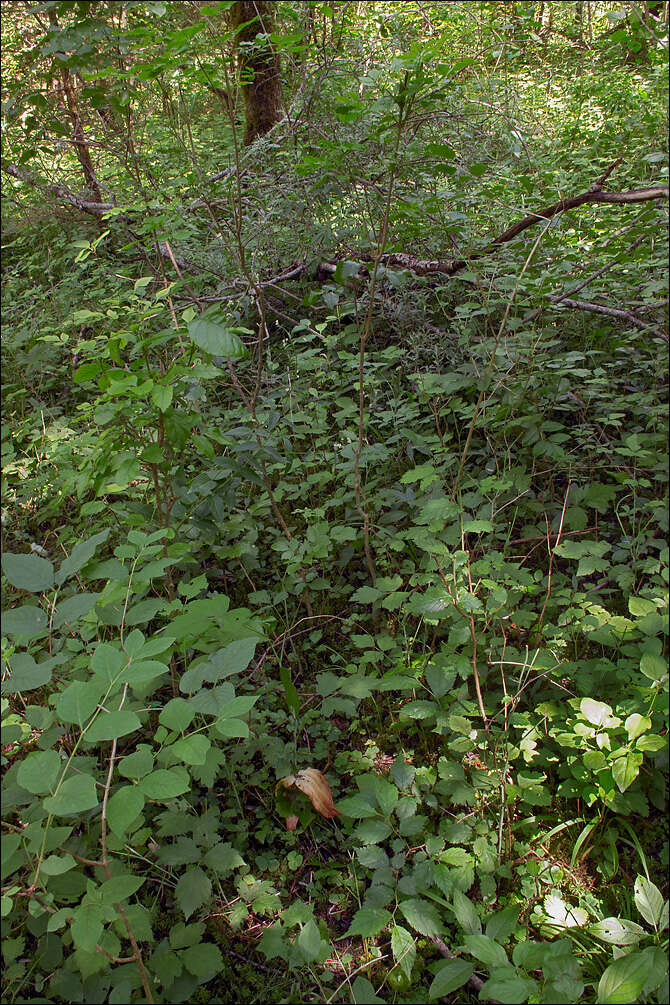 Image of rattlesnake fern