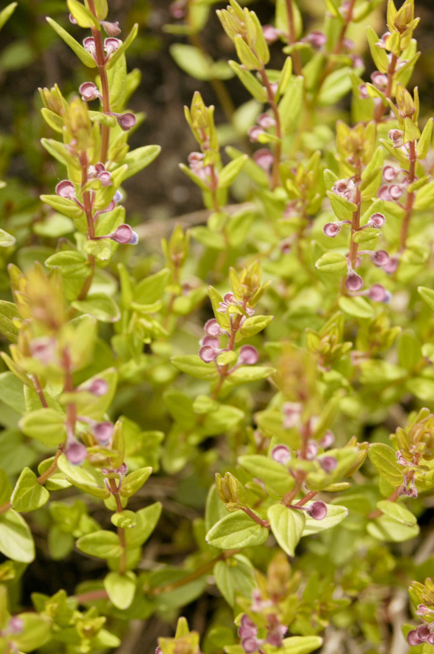 Scutellaria parvula var. leonardii (Epling) Fernald resmi