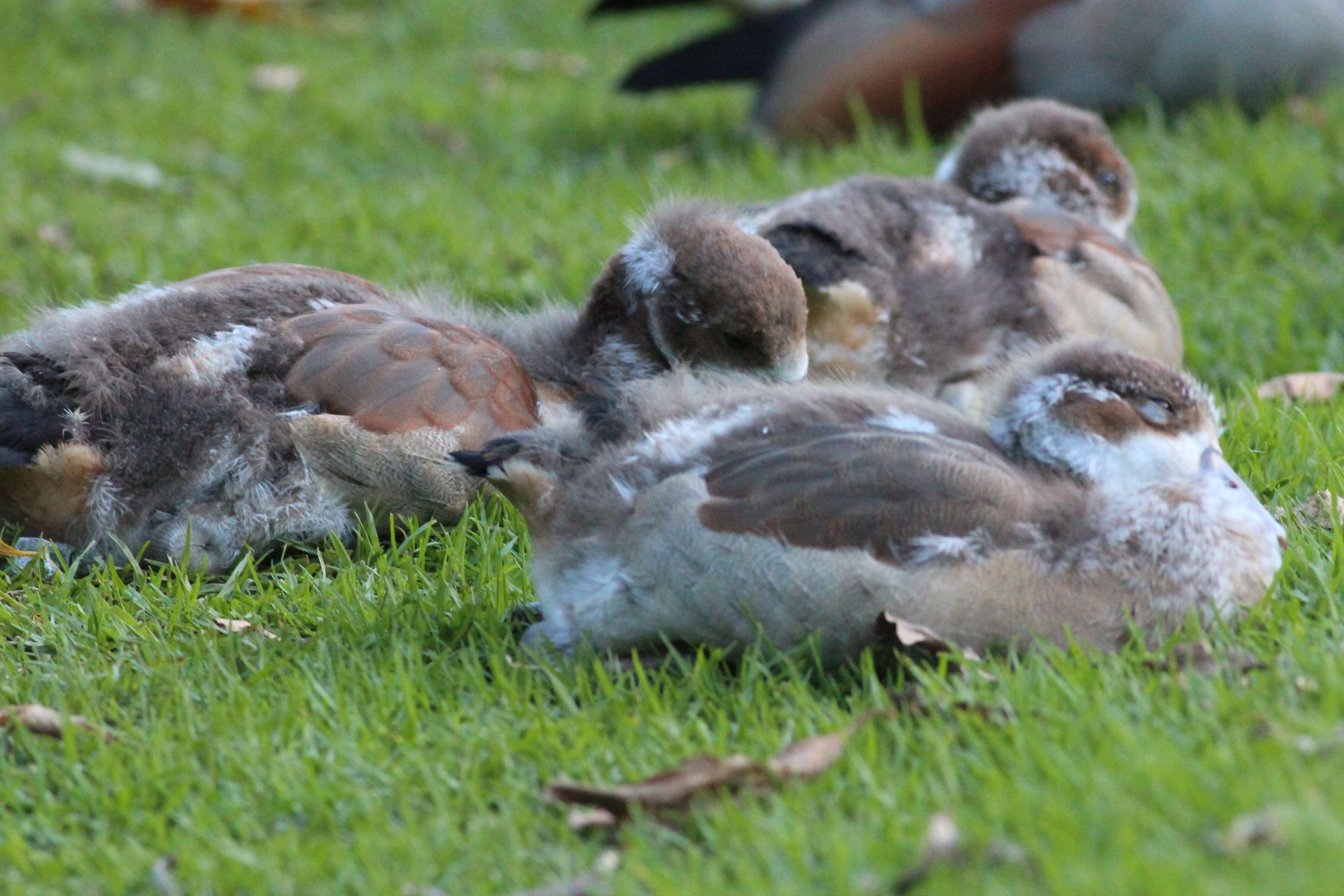 Image of Egyptian Goose