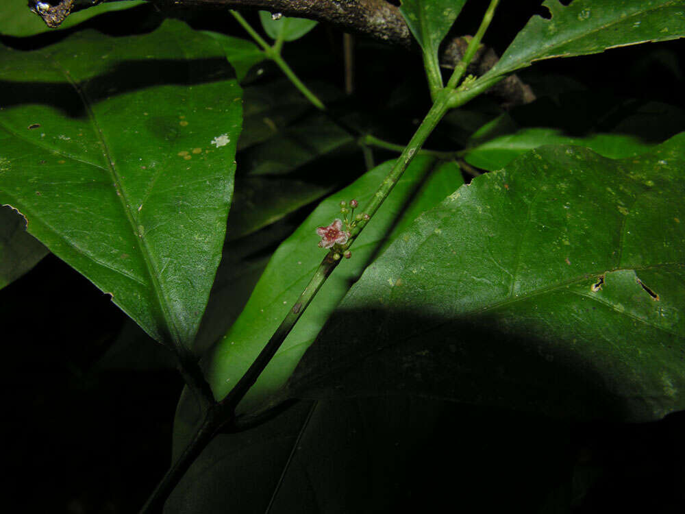 Image of crossopetalum