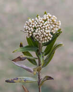 Ozothamnus argophyllus (A. Cunn. ex DC.) A. A. Anderberg resmi