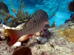 Image of Mutton Snapper