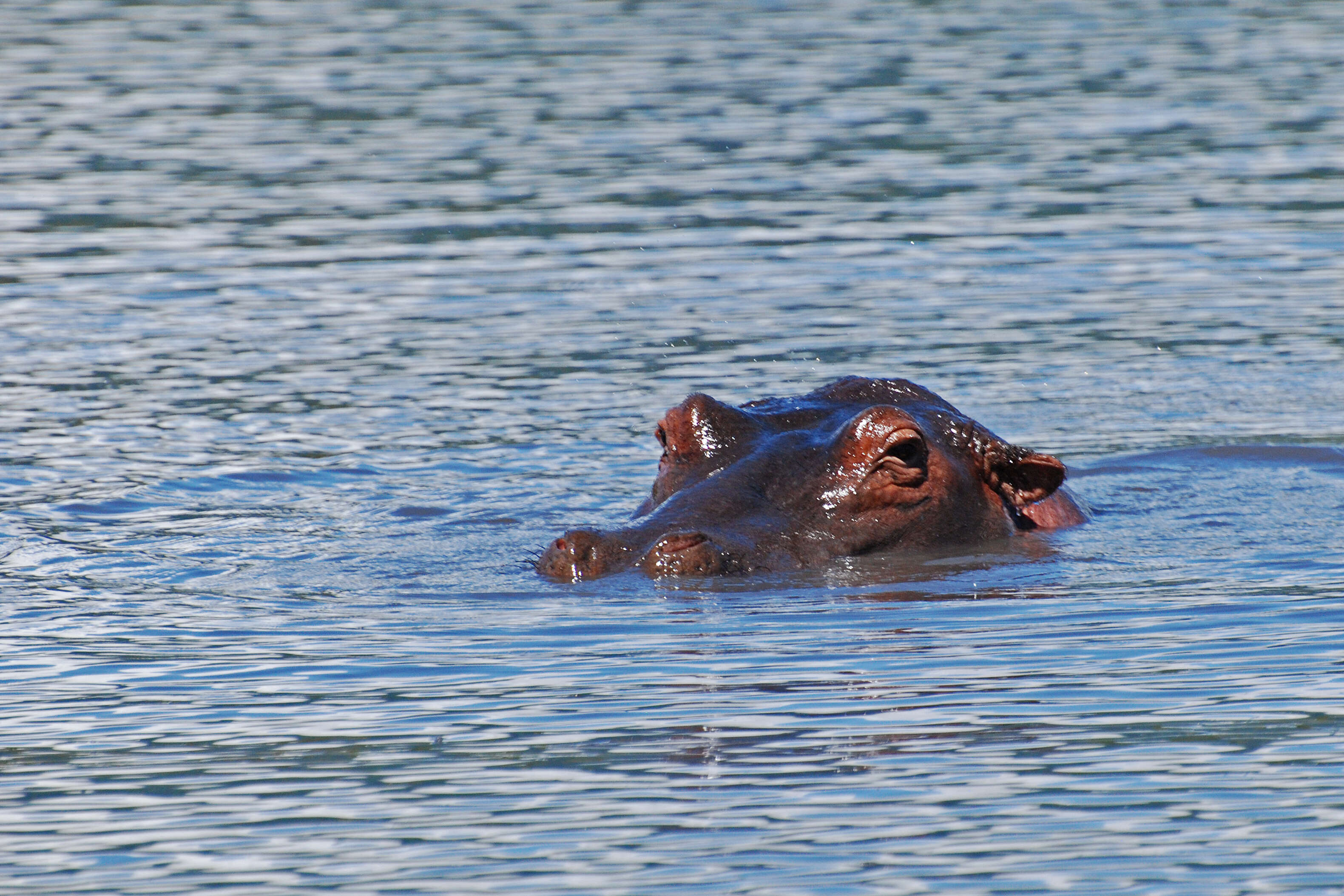 Image of Common Hippopotamus